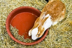 Preventing Digestive Disorders in Your Rabbits: A Complete Guide
