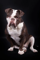 What is an Olde Tyme Bulldog? A Complete Breed Guide