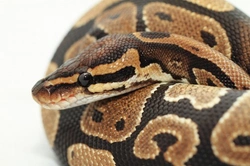 Retained Eye Caps in Snakes: Causes, Treatment & Prevention