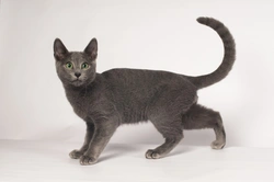 Seven Popular Cat Breeds Known for Blue Coats