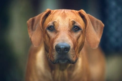 Rhodesian Ridgeback Longevity and Health Testing Guide