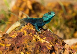 The natural behaviour of lizards: key patterns explained