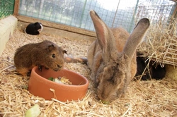 How to Enrich Lives of Rabbits, Guinea Pigs, Hamsters & Gerbils