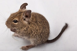 10 Things to Know Before Adopting a Degu