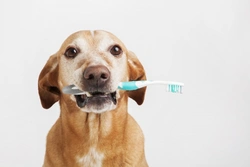 Complete Guide to Dental Care for Your Dog’s Life Stages