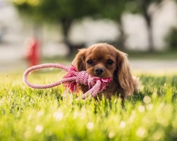 Errori da non fare nell'educazione del cucciolo