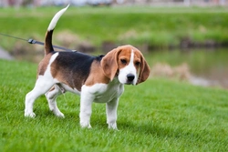 Beagle FAQs: Lifespan, Care, Exercise & Health