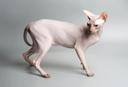 How to Keep a Sphynx Cat’s Skin Healthy and Comfortable
