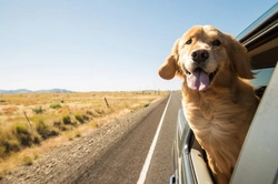 Top 5 FAQs on Dog Car Sickness Causes & Prevention UK 2025