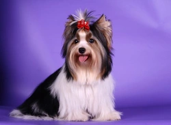 Biewer Terrier Breed History and Official Recognition