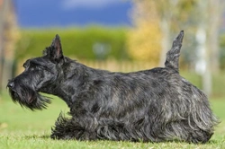 Scottish terrier hereditary health and longevity guide