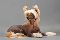 How to Care for a Hairless Dog’s Skin: Essential Tips