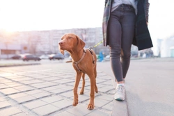 Safe dog walking and social distancing advice in the UK