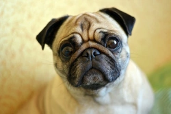 Pugs and Eye Disorders: How to Recognise and Care