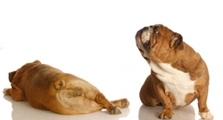 Dogs and flatulence: How to help your stinky dog