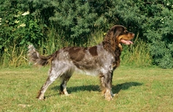 Ectropion & Entropion in Picardy Spaniels: Risks & Puppy Buying Guide