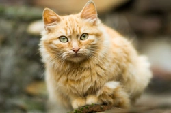 Chronic Coughing in Cats: Causes, Diagnosis and Care