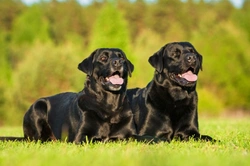 Can Two Un-Neutered Male Dogs Live Happily Together?