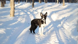 Ge valpen en trygg start - tips från uppfödare och tränare Amanda!