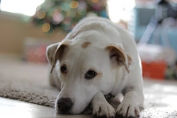 5 Free Christmas Activities to Enjoy with Your Dog