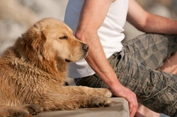 Why an Otherwise Good Dog Might Bite Their Owner: Top Causes