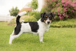 Jack Russell vs Parson Russell Terriers: Key Differences