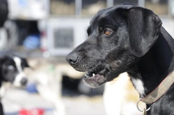 Why Might a Dog Become Aggressive with its Owner?