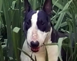 Bull Terrier, accenni delle origini, carattere e morfologia