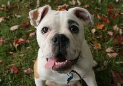 Hoe hoog is de hartslag van een hond?