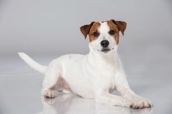 Parson Russell Terrier health testing and hereditary issues