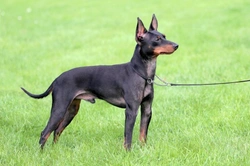 English Toy Terrier Health and Longevity: What to Know