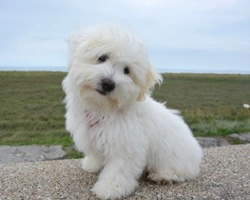 Vermi cane: come effettuare la sverminazione del proprio cane