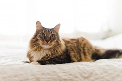 Understanding Dysmetria in Cats: Causes, Signs & Treatment