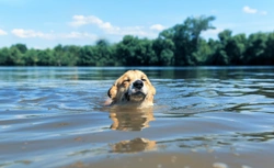 Teach your dog to swim: A step-by-step guide to water fun