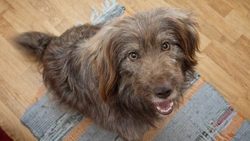 Questions to Ask Before Offering Your Dog a Treat