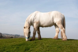 Buying a Pony for Your Child: Essential Guide for Non-Riding Parents