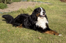 10 Most Expensive Dog Breeds to Own in 2025