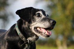Consejos para cuidar a un perro mayor: Guía esencial 2025
