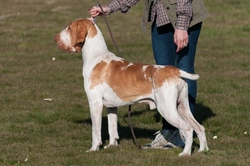 Bracco Italiano: Essential FAQs and Care Guide