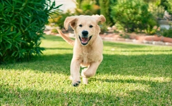Cómo entrenar un cachorro de Golden Retriever: consejos clave