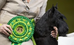 Highlights and Winners of Crufts 2015 Dog Show