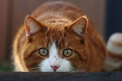 Cats and Stress: Recognising and Easing Feline Anxiety