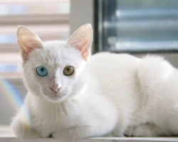 Gatti bianchi: è vero che sono sordi?