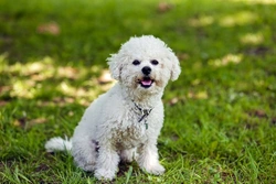 Caring for Bichon Frise Allergies: Causes & Treatments
