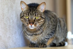 Cómo ayudar a tu gato si está estresado por un perro nuevo