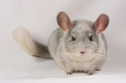 10 Essential Tips for Chinchilla Owners in the UK