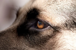Why Do Dogs Have a Third Eyelid? Essential Eye Care Explained