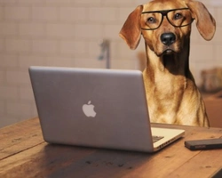 Ottieni il massimo dal tuo annuncio su AnnunciAnimali.it