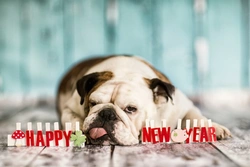 Hidden Challenges and Risks for Dogs on New Year’s Eve