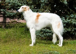 Afghan Hound or Borzoi: Which Large Dog Suits You Best?